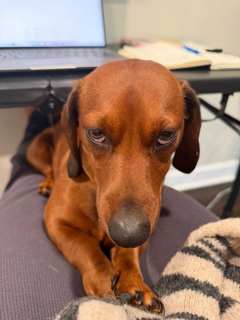 A black and tan dachshund on a lap under a desk, skeptical face, a laptop behind.