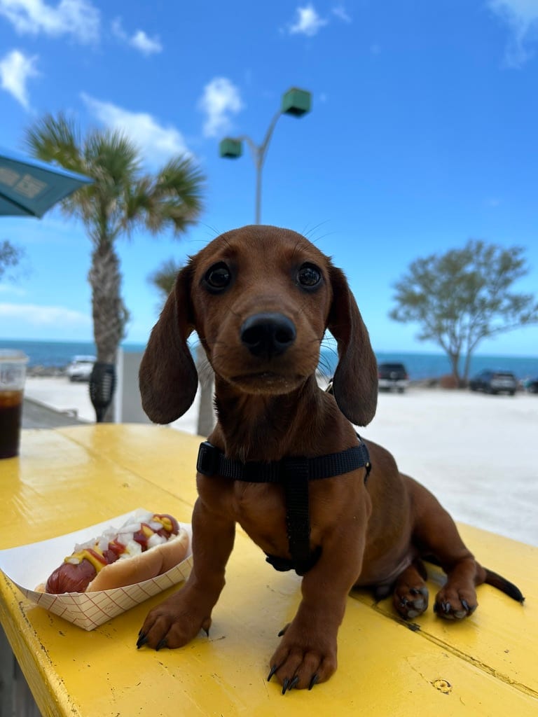A black and tan dachshund on a yellow table next to a hot dog, palms and water behind, looking at the camera.